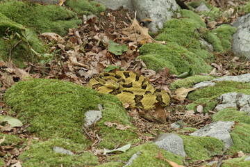 timber rattlesnake green form