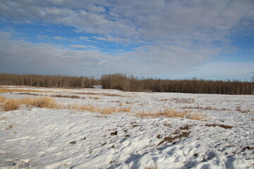 Fototapeta na wymiar winter landscape with snow, Elk Island National Park, Alberta
