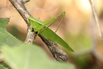 very green grasshopper