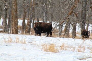 bison in winter, Elk Island National Park, Alberta