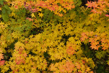 The beautiful autumn colored on the forest park in Sapporo Japan