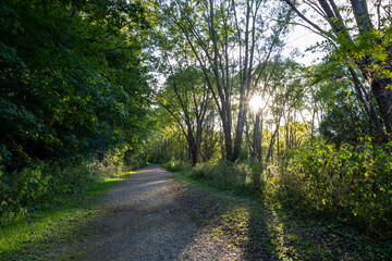 A sunlit dirt path, surrounded by green trees and foliage