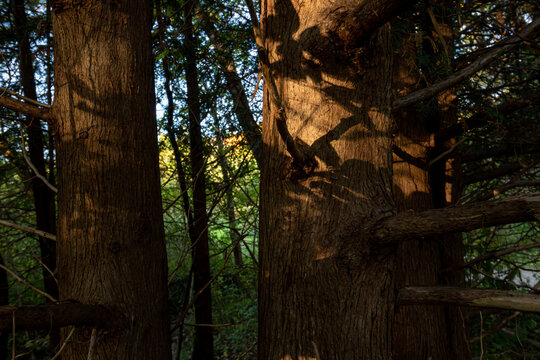 Close Up Of Eastern White Cedar Bark And Branches. Thuja Occidentalis. 