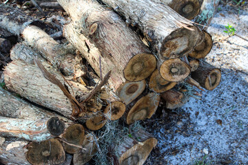 Group of round wooden logs outside on the ground cut up ready for fire. Log trunks pile, the logging timber forest wood industry