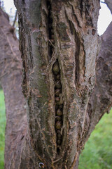 snails hidden in a tree