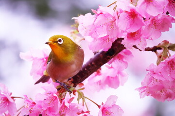 桜の枝にとまっている可愛いメジロ