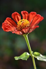 orange flower of a calendula