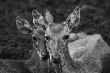 portrait of a pair of deer faces