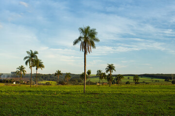 Fototapeta na wymiar Pasture with isolated palm trees in the middle of the grass, in a beautiful late afternoon, with a clear blue sky, shades of green, yellow, brown and blue