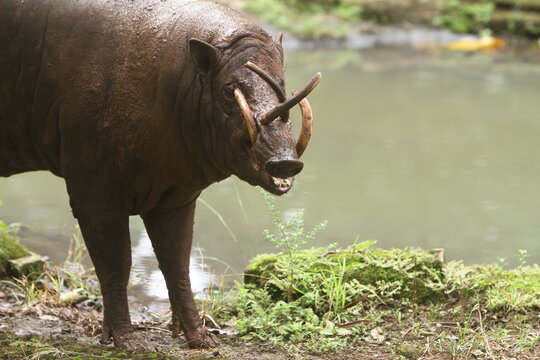 an adult babyrousa with fangs