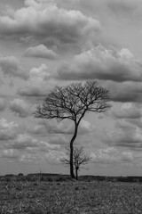 Isolated trees on a farm, with pasture in the foreground and cloudy sky with clouds and textures in the background, black and white photo