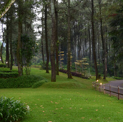 Pine forest tourist destinations in Bogor which can be an option