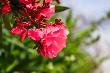 Beautiful flowers blooming outdoors, closeup