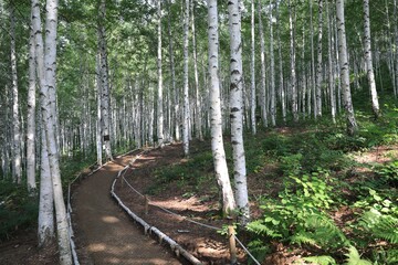 식물 - 자작나무 숲