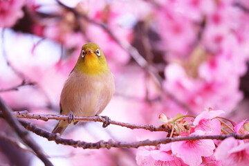 桜の枝にとまって正面を向いた可愛いメジロ