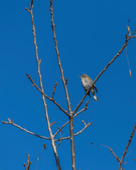 Yellow-rumped Warbler (Setophaga coronata) perches on tree branch at Lake Hollywood in Los Angeles, CA.