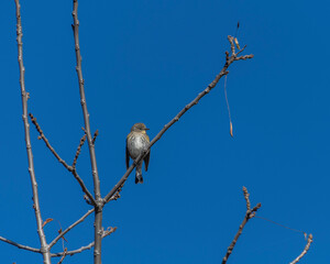 Yellow-rumped Warbler (Setophaga coronata) perches on tree branch at Lake Hollywood in Los Angeles, CA.