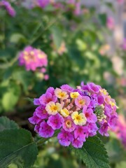 pink and purple flowers