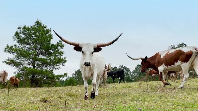 A white Texas Longhorn walking up and posing and staring at the camera as the herd passes by in the background, 4k footage.
