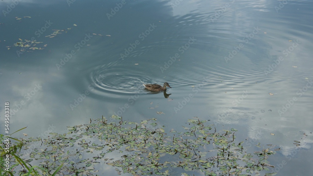 Canvas Prints Adorable duck swimming in a calm pond