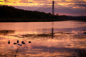 łabędzie na rzece o wschodzie słońca © izuzabela
