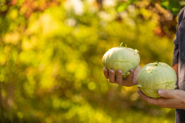 Kohlrabi .Green vegetables .Fresh peeled kohlrabi in male hands in a sunny garden.Vegan and vegetarian nutrition ingredient.