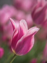 Obraz na płótnie Canvas Solo pink and white tulip, Chicago, Illinois