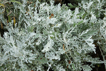 Plant with green leaves in park, closeup