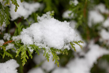 Snow covered spruce branch