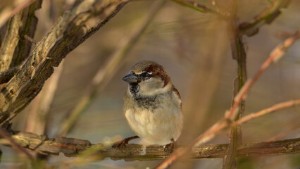 sparrow on a branch