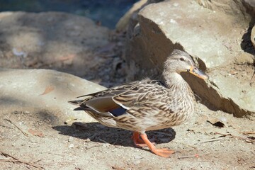 Duck walking in the sun