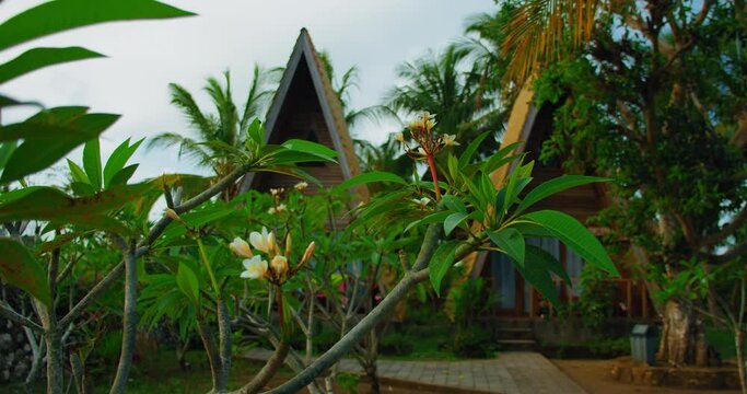 Tropical plumeria tree garden landscape with balinese traditional village buildings on the background. Bali Island, Indonesia.