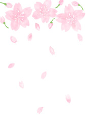 Obraz na płótnie Canvas 桜の背景透過素材