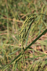 Rice fields in Thailand. Close-up of Thai rice grains.
