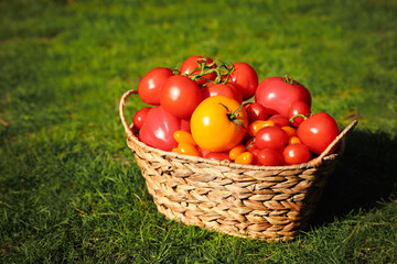 Wicker basket with fresh tomatoes on green grass outdoors