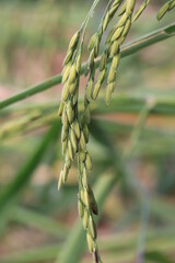 Rice fields in Thailand. Close-up of Thai rice grains.
