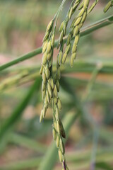 Rice fields in Thailand. Close-up of Thai rice grains.
