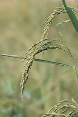 Rice fields in Thailand. Close-up of Thai rice grains.