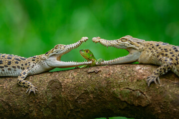 Two saltwater crocodile meeting with baby green iguana on a tree trunk with bokeh background 