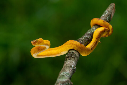 Yellow flat nosed pit viper Craspedocephalus or Trimeresurus puniceus hanging on a branch with attacking position and bokeh background