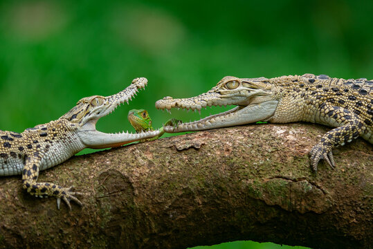 Two saltwater crocodile meeting with baby green iguana on a tree trunk with bokeh background 