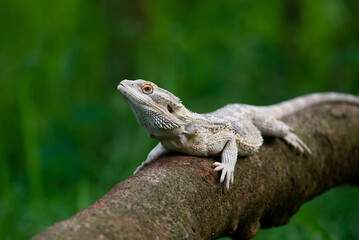 Naklejka na ściany i meble A white bearded dragon resting on a tree trunk with bokeh background 