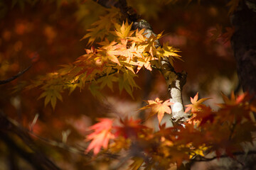 紅葉の葉をクローズアップ	