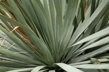 Beautiful green agave plant growing outdoors, closeup