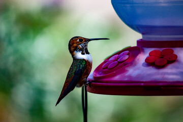 hummingbird on a flower