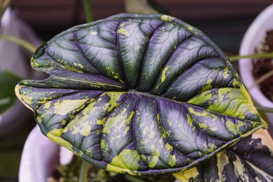 Beautiful dark green and yellow marbled leaf of Alocasia Dragon Scale variegated