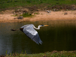 Cocoi Heron in flight over pond with green water