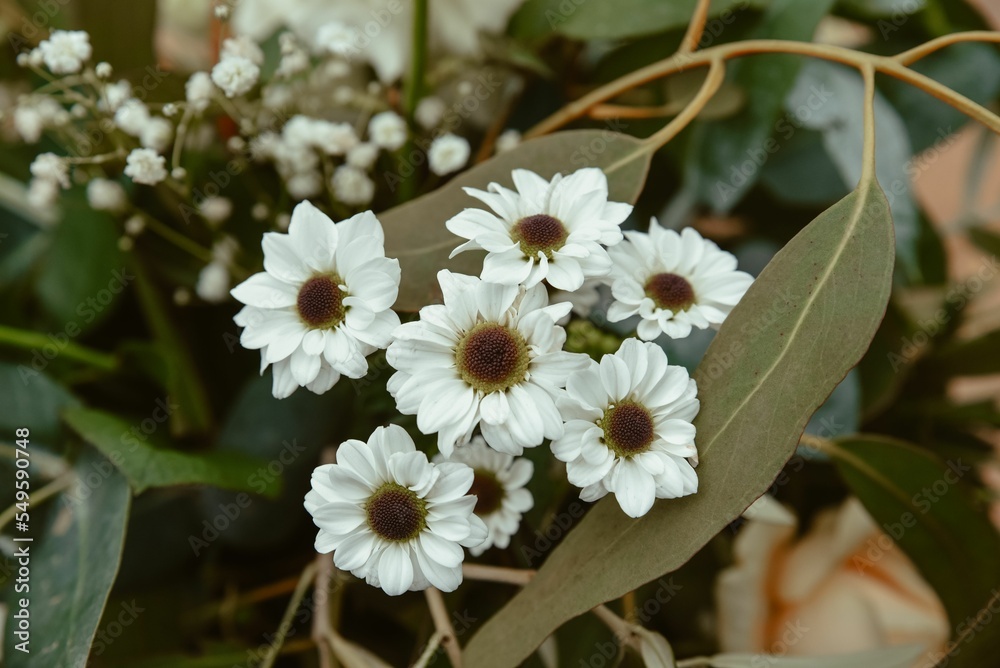 Poster closeup shot of white grandaisies among green leaves with blur background