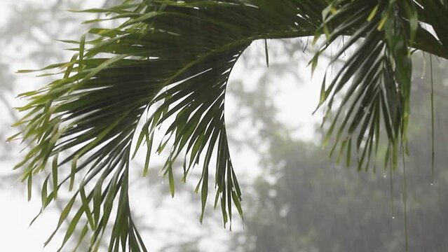 Raindrops fall from a palm leaf during heavy rain in Costa Rica's rainforest repeatable