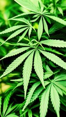 Naklejka na ściany i meble marijuana leaf, cannabis leaf